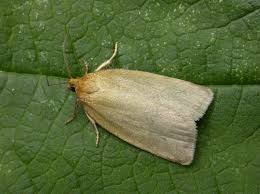 Attēlu rezultāti vaicājumam “Aphelia paleana larva”