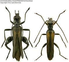 Attēlu rezultāti vaicājumam “Oedemera femorata”