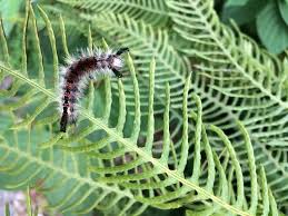 Attēlu rezultāti vaicājumam “Orgyia antiqua”