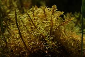 Attēlu rezultāti vaicājumam “Helodium blandowii”