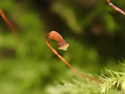 Attēlu rezultāti vaicājumam “Brachytheciastrum velutinum”