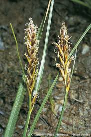 Attēlu rezultāti vaicājumam “Blysmus compressus”