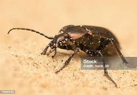 Attēlu rezultāti vaicājumam “Carabus arcensis”