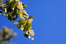 Attēlu rezultāti vaicājumam “Salix aurita flower”
