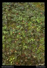 Attēlu rezultāti vaicājumam “Rubus chamaemorus leaf”