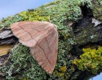 Attēlu rezultāti vaicājumam “Hylaea fasciaria”