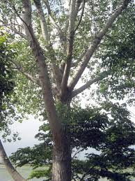 Attēlu rezultāti vaicājumam “Populus x petrowskyana leaf”