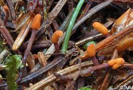 Attēlu rezultāti vaicājumam “Heyderia abietis”