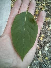 Attēlu rezultāti vaicājumam “Syringa reticulata subsp. amurensis leaf”