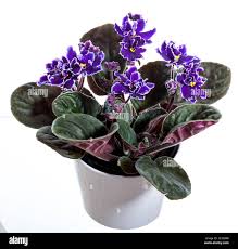 Image result for Saintpaulia ionantha Culitvar