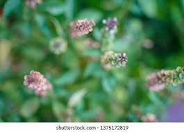 Attēlu rezultāti vaicājumam “Origanum vulgare bud”