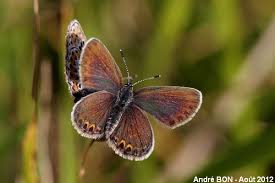 Attēlu rezultāti vaicājumam “Plebejus argus female”