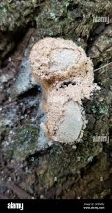 Attēlu rezultāti vaicājumam “Didymium spongiosum”