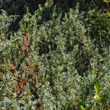 Attēlu rezultāti vaicājumam “Juniperus communis leaf”