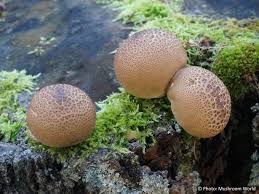 Attēlu rezultāti vaicājumam “Lycoperdon pyriforme young”
