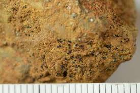 Attēlu rezultāti vaicājumam “Micarea sp.”