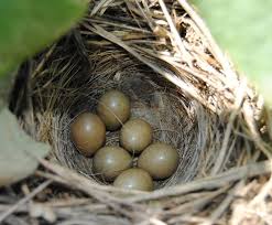 Attēlu rezultāti vaicājumam “Motacilla alba nest”