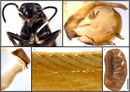 Attēlu rezultāti vaicājumam “Blattoptera”