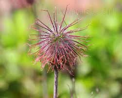 Image result for Geum rivale