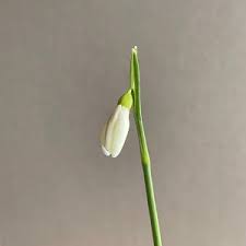 Attēlu rezultāti vaicājumam “Galanthus nivalis bud”