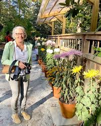 Image result for Chrysanthemum spectabile