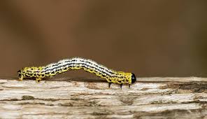 Attēlu rezultāti vaicājumam “Abraxas sylvata larva”