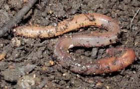 Attēlu rezultāti vaicājumam “Lumbricus terrestris”