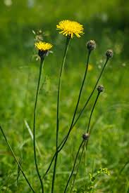Attēlu rezultāti vaicājumam “Hypochaeris maculata”