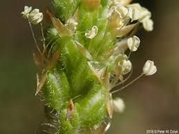 Attēlu rezultāti vaicājumam “Plantago major flower”