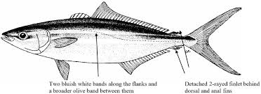 Image result for Elagatis bipinnulata