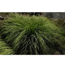 Attēlu rezultāti vaicājumam “Carex montana”