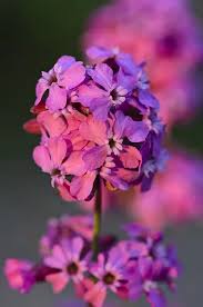 Attēlu rezultāti vaicājumam “Silene viscaria”