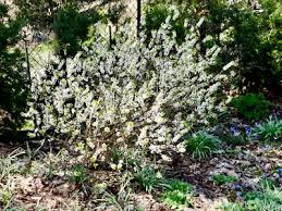 Attēlu rezultāti vaicājumam “Daphne mezereum flower”