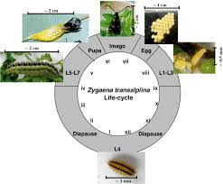 Attēlu rezultāti vaicājumam “Zygaena cocoon”