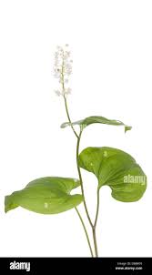 Attēlu rezultāti vaicājumam “Maianthemum bifolium bud”