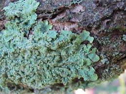 Attēlu rezultāti vaicājumam “Punctelia subrudecta”