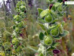 Attēlu rezultāti vaicājumam “Cynoglossum officinale flower”