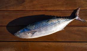 Image result for Sarda sarda