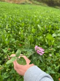 Attēlu rezultāti vaicājumam “Trifolium medium bud”