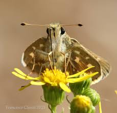 Attēlu rezultāti vaicājumam “Hesperia comma male”