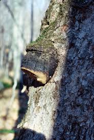 Attēlu rezultāti vaicājumam “Phellinus nigricans”