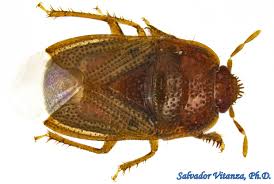 Attēlu rezultāti vaicājumam “Cydnidae”