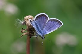Attēlu rezultāti vaicājumam “Plebejus argus”