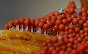 Attēlu rezultāti vaicājumam “Heterotrichia ferruginea (syn. Arcyria ferruginea)”