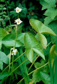 Attēlu rezultāti vaicājumam “Sagittaria sagittifolia fruit”