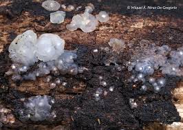 Attēlu rezultāti vaicājumam “Myxarium nucleatum”