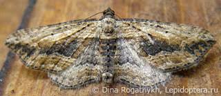 Attēlu rezultāti vaicājumam “Horisme vitalbata”