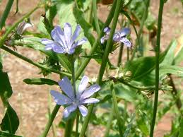 Image result for Cichorium intybus