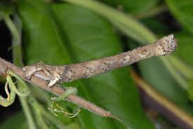 Attēlu rezultāti vaicājumam “Crocallis elinguaria larva”