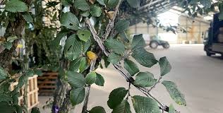 Attēlu rezultāti vaicājumam “Ulmus minor f. suberosa”